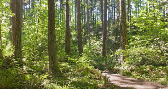 Photo of a pathway through the forest